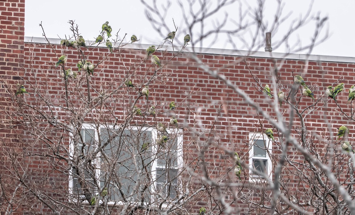 Monk Parakeet - ML613701142