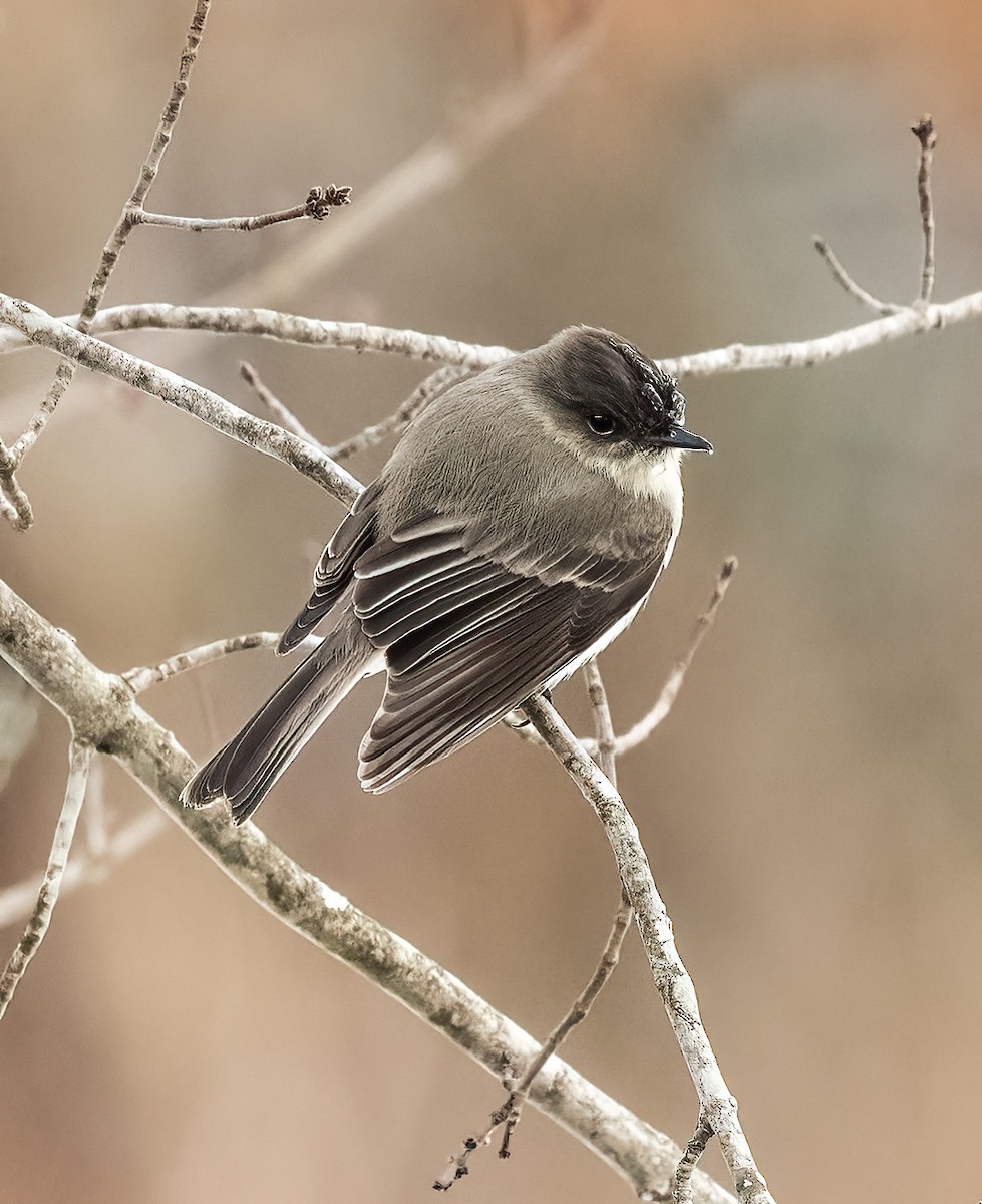 Eastern Phoebe - ML613701150