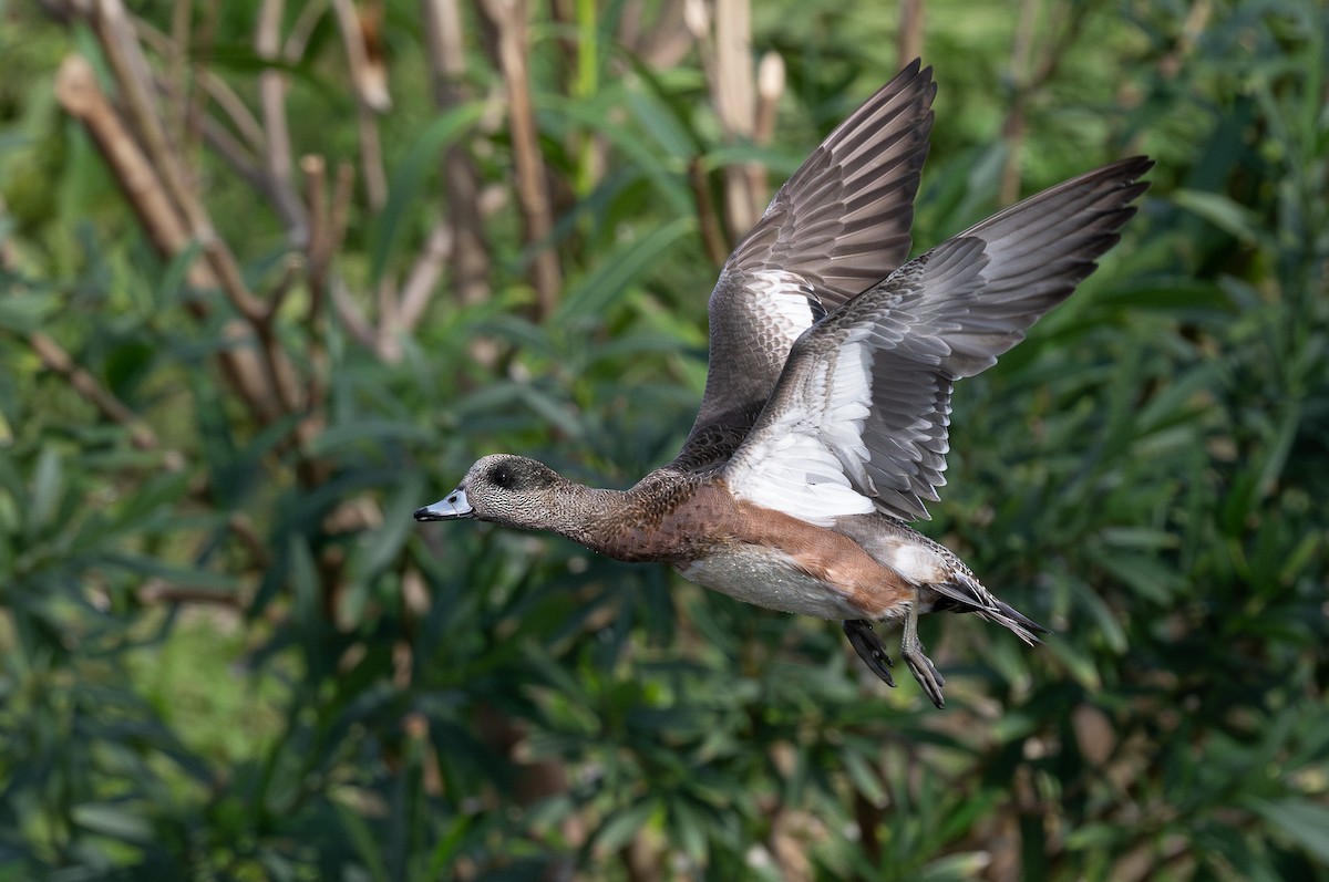 American Wigeon - ML613701180