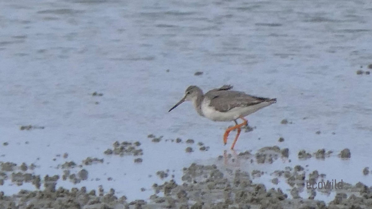 Common Redshank - Mohan Raj K.