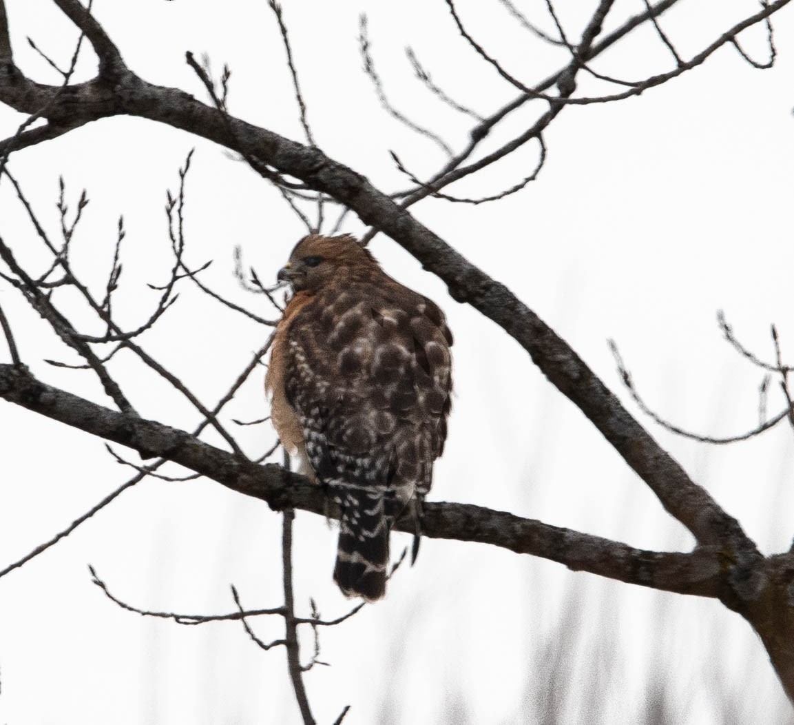 Red-shouldered Hawk - ML613701276