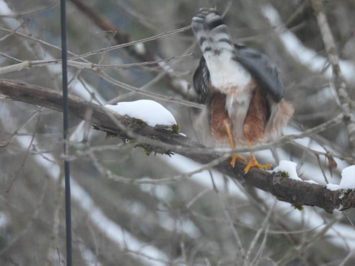 Cooper's Hawk - ML613701310