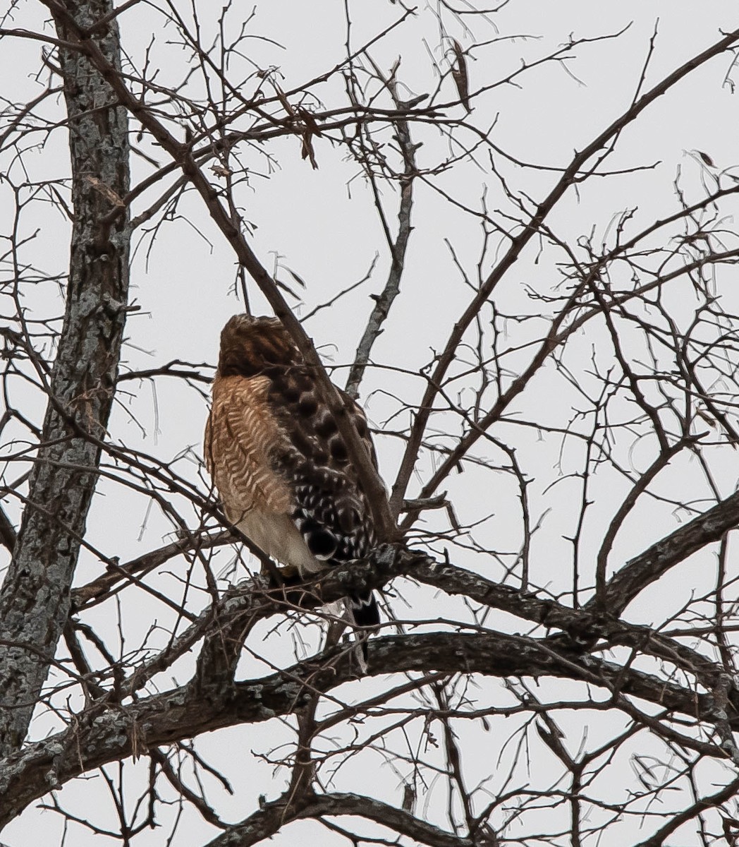 Red-shouldered Hawk - ML613701341