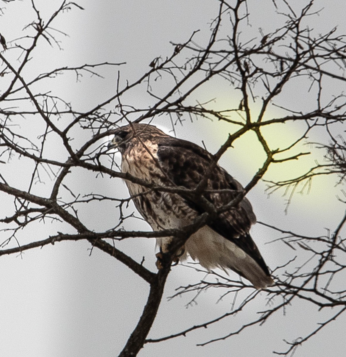 Red-tailed Hawk - ML613701354