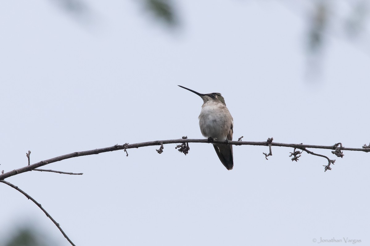 Colibri à gorge noire - ML613701389