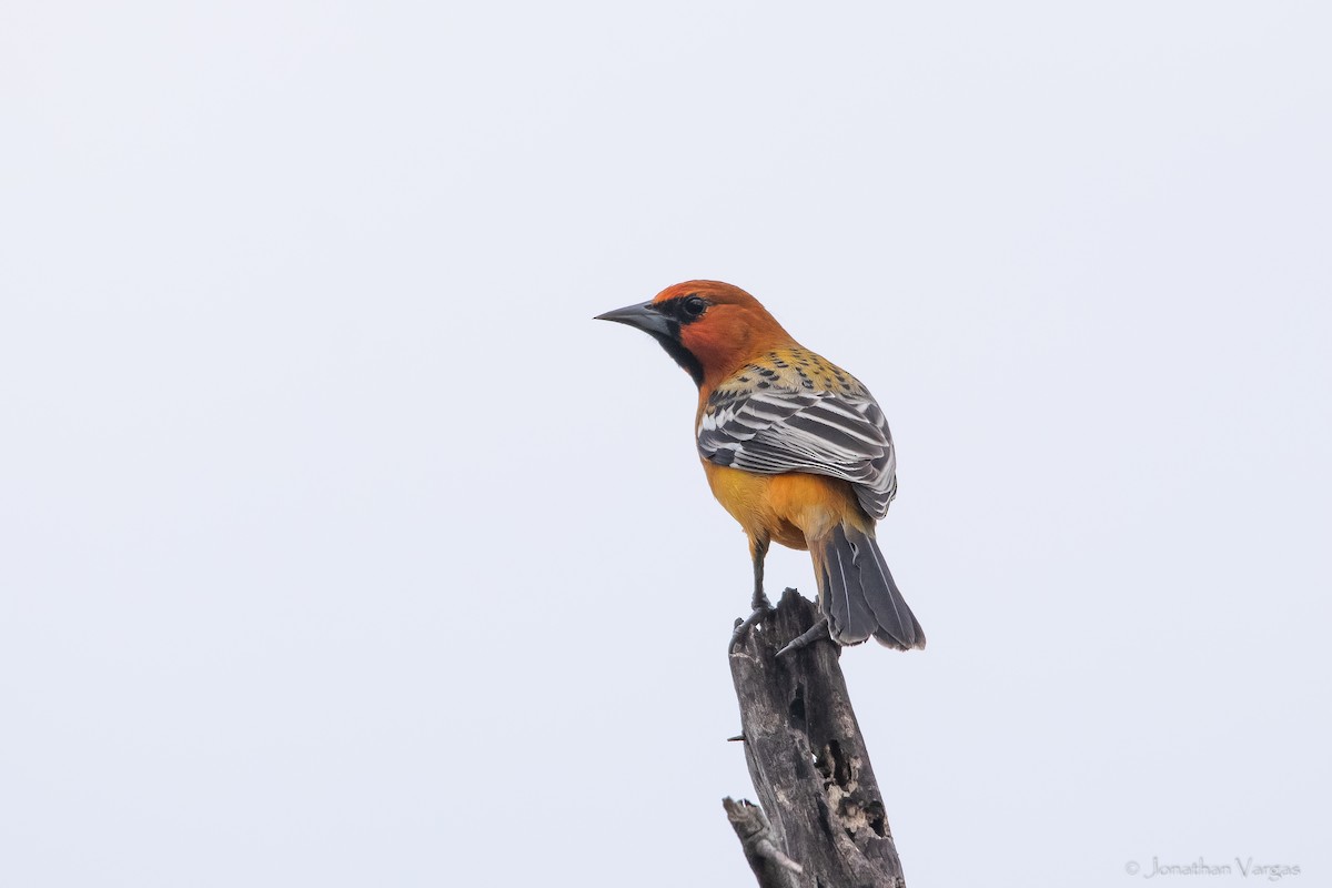 Streak-backed Oriole (West Mexican) - Jonathan Vargas