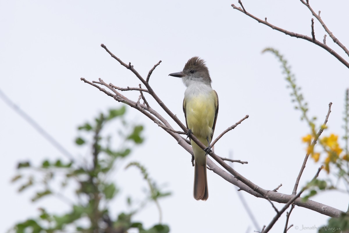 Brown-crested Flycatcher - ML613701520