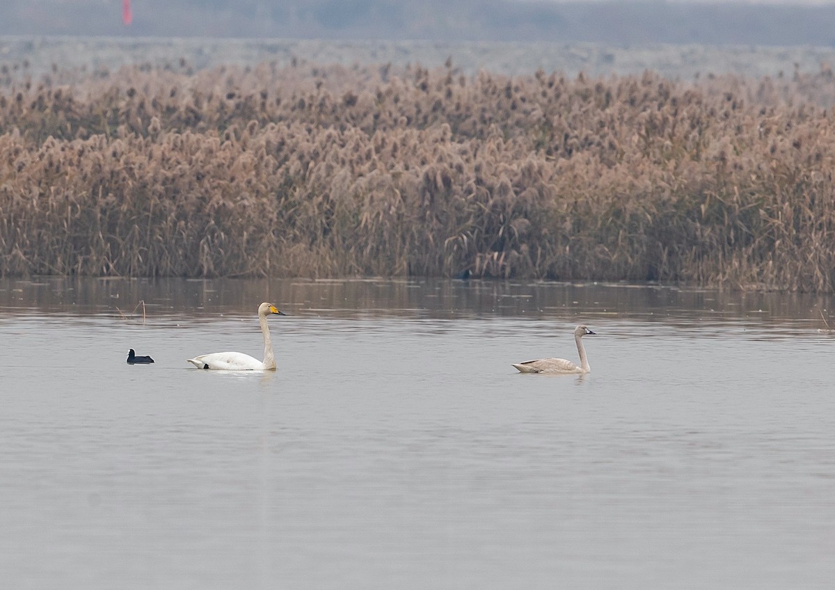 Whooper Swan - 浙江 重要鸟讯汇整