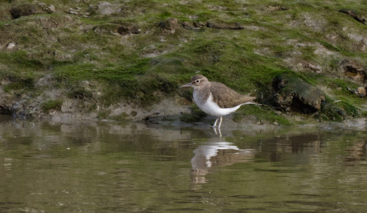 Common Sandpiper - Travis Vance