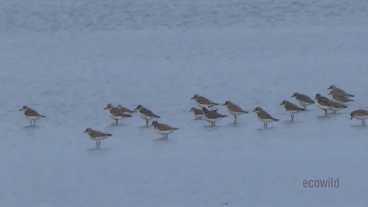 Tibetan Sand-Plover - Mohan Raj K.