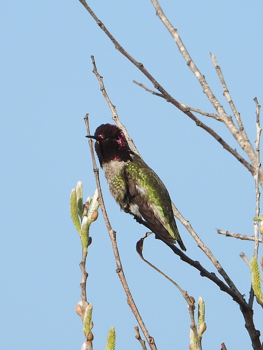 Anna's Hummingbird - ML613701596