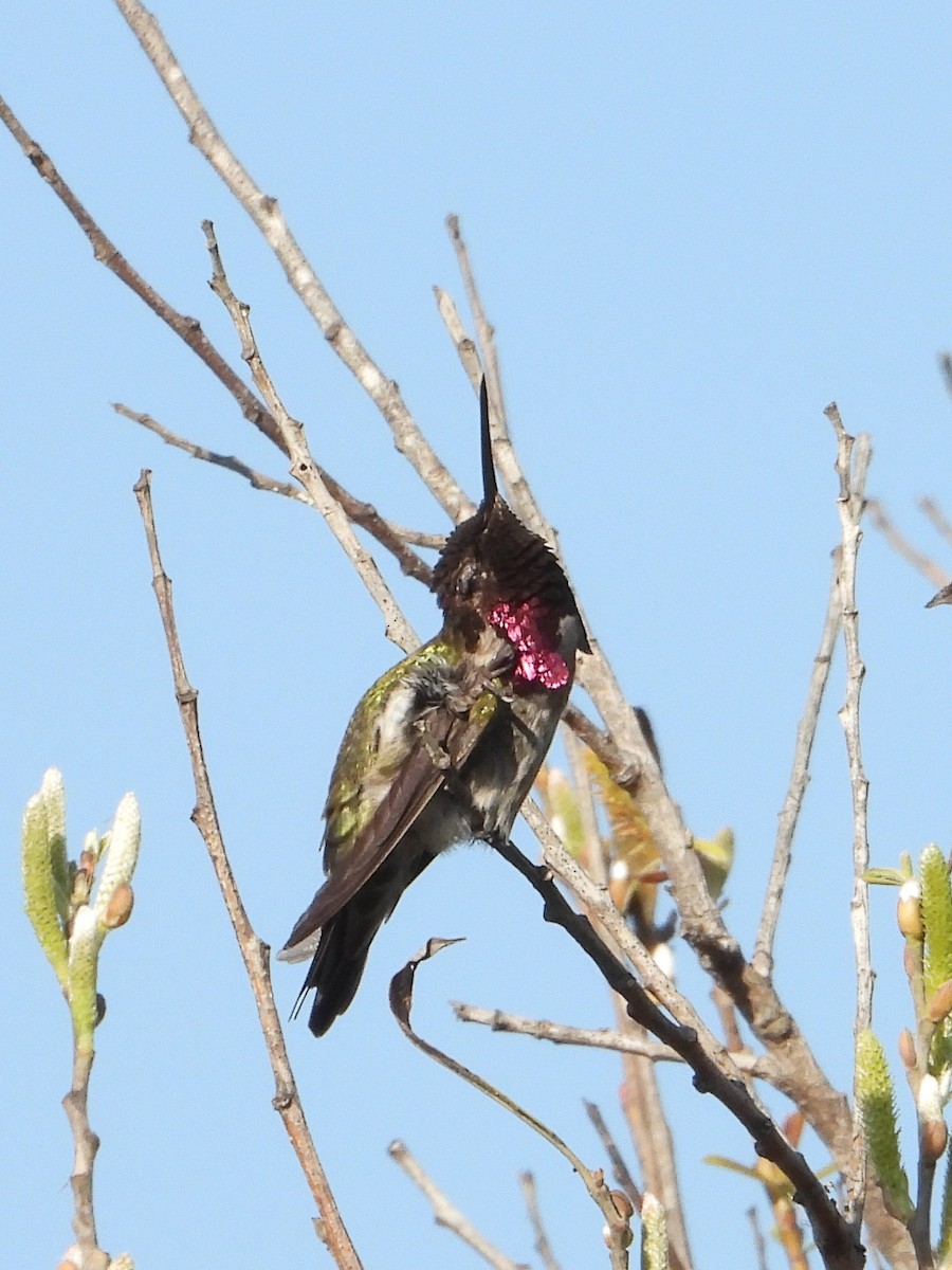 Anna's Hummingbird - ML613701597