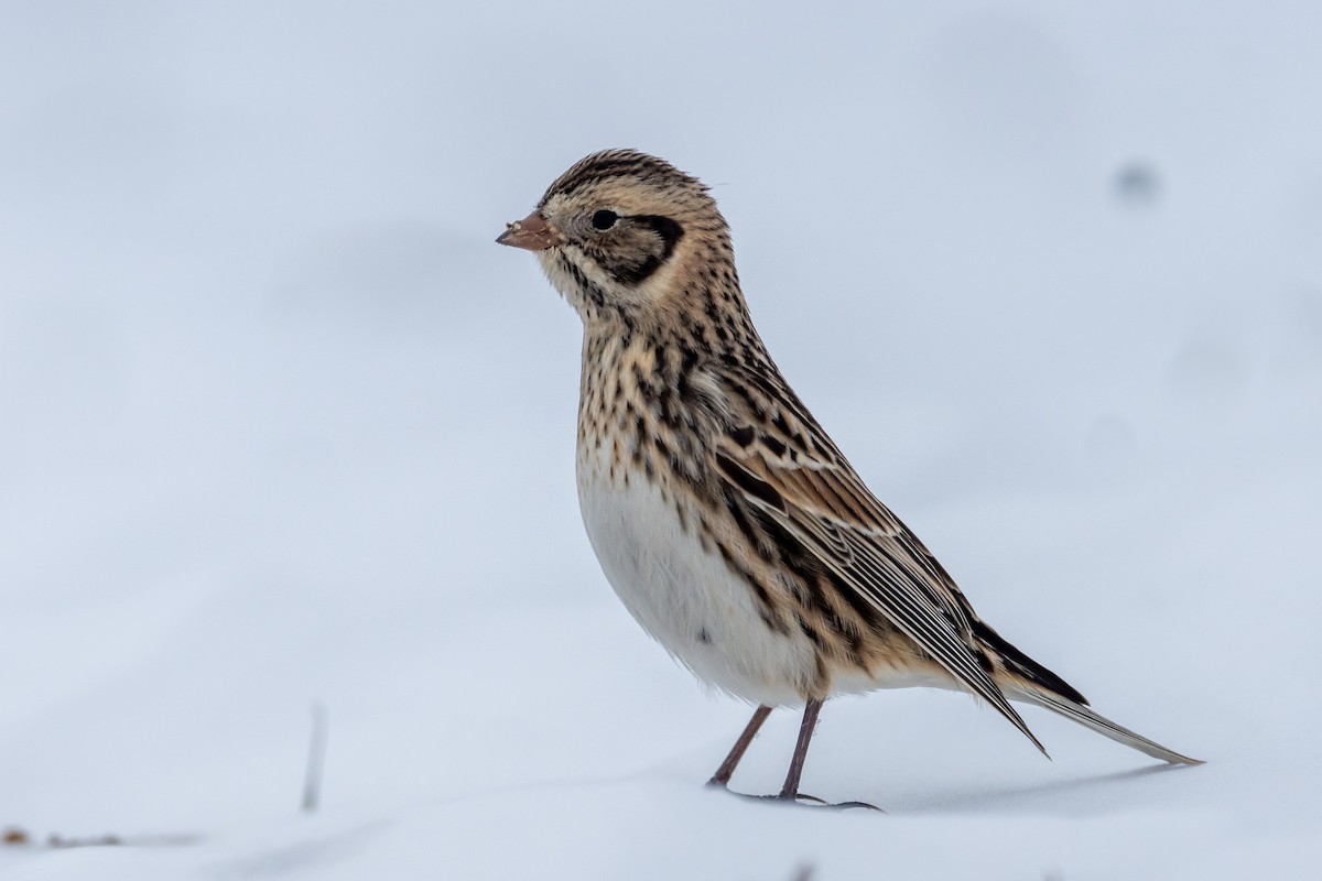 Lapland Longspur - William Goode, Jr.