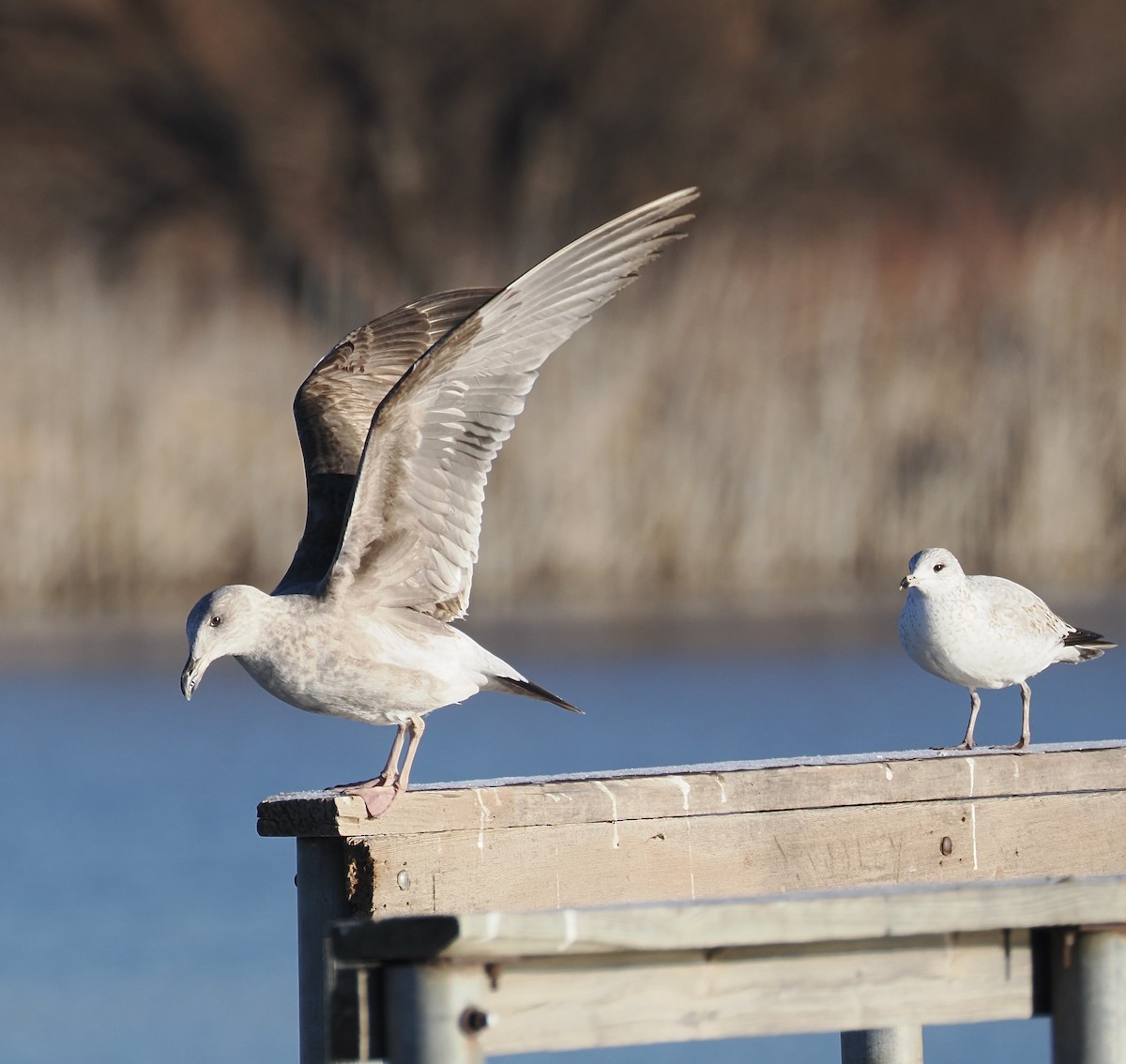 Yellow-footed Gull - ML613701620