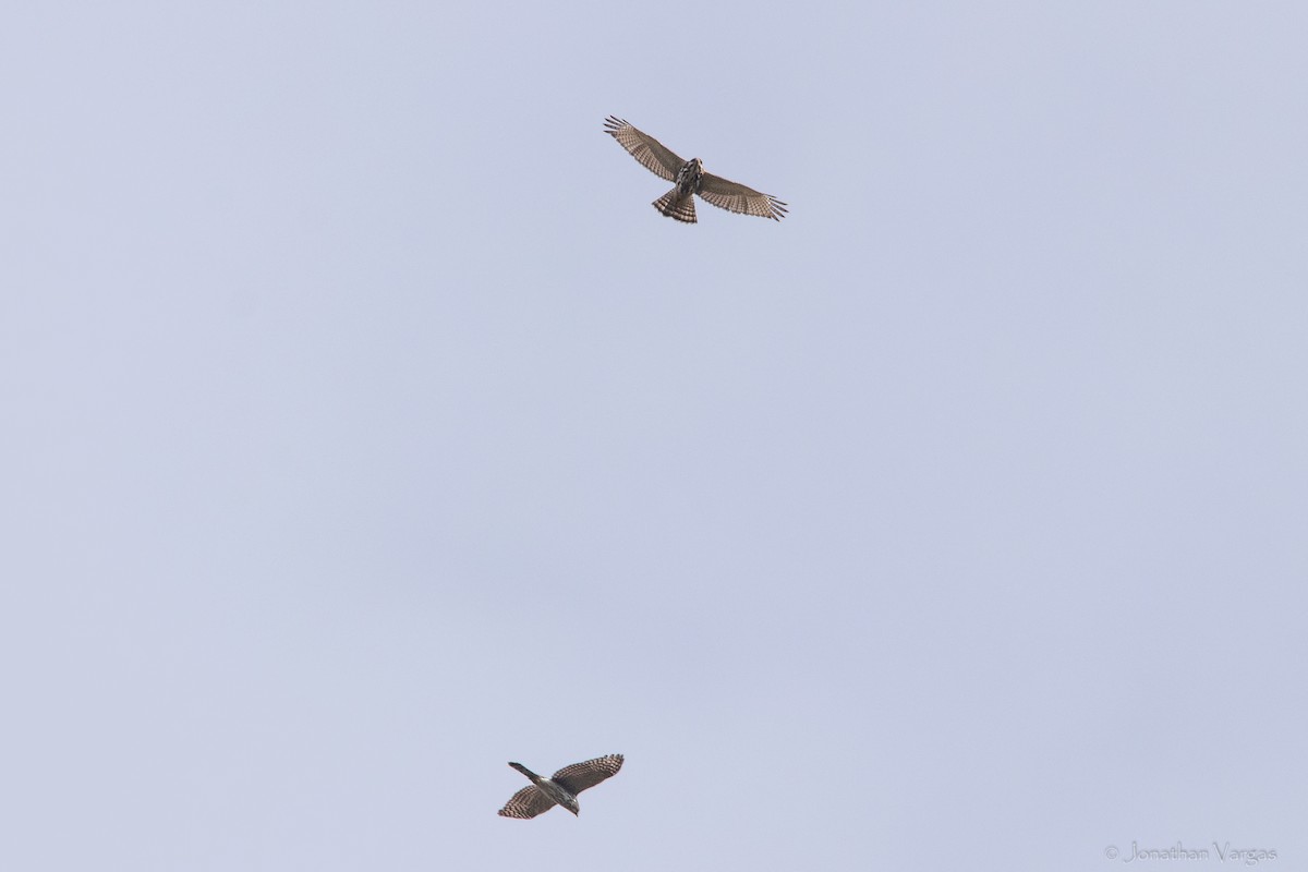 Cooper's Hawk - ML613701621