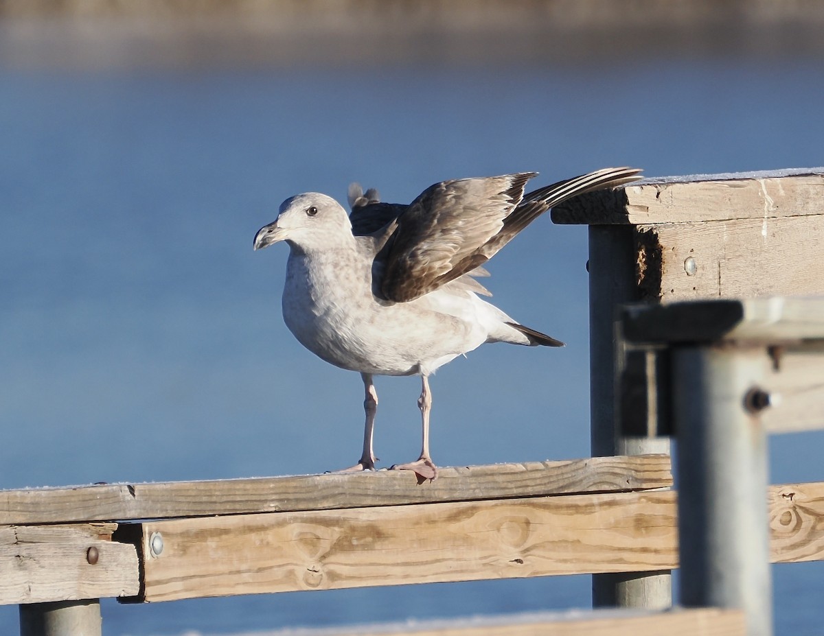 Yellow-footed Gull - ML613701623