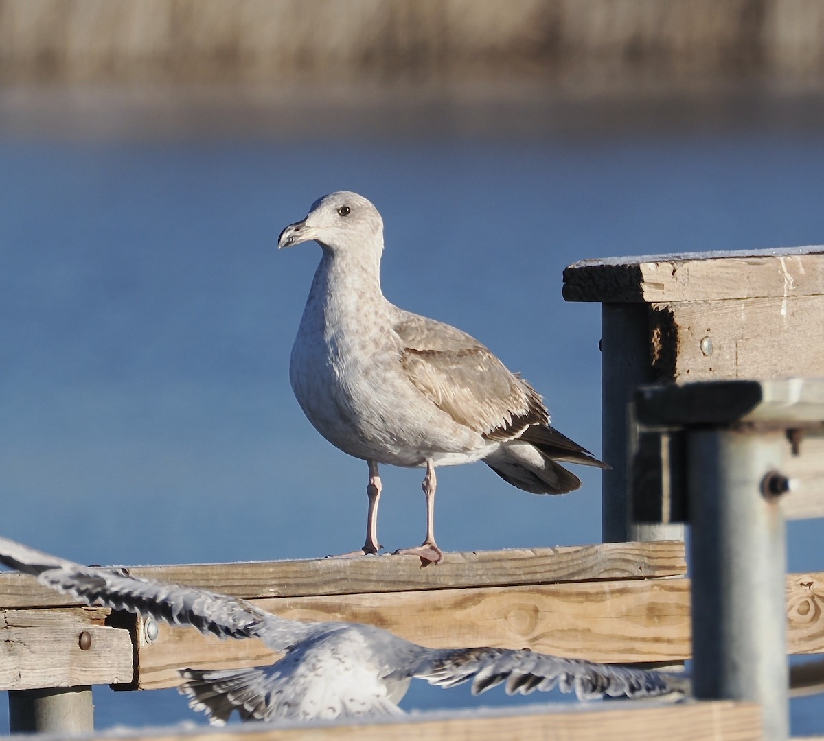 Yellow-footed Gull - ML613701635