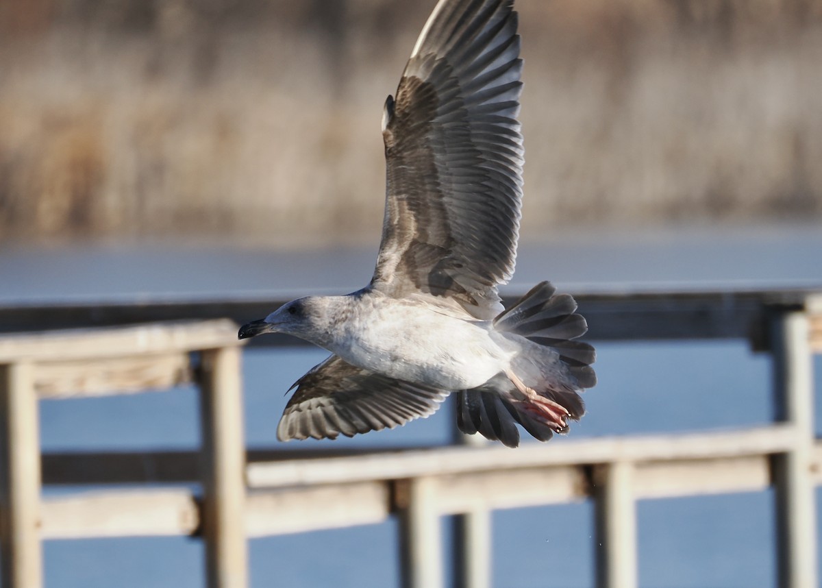 Yellow-footed Gull - ML613701641