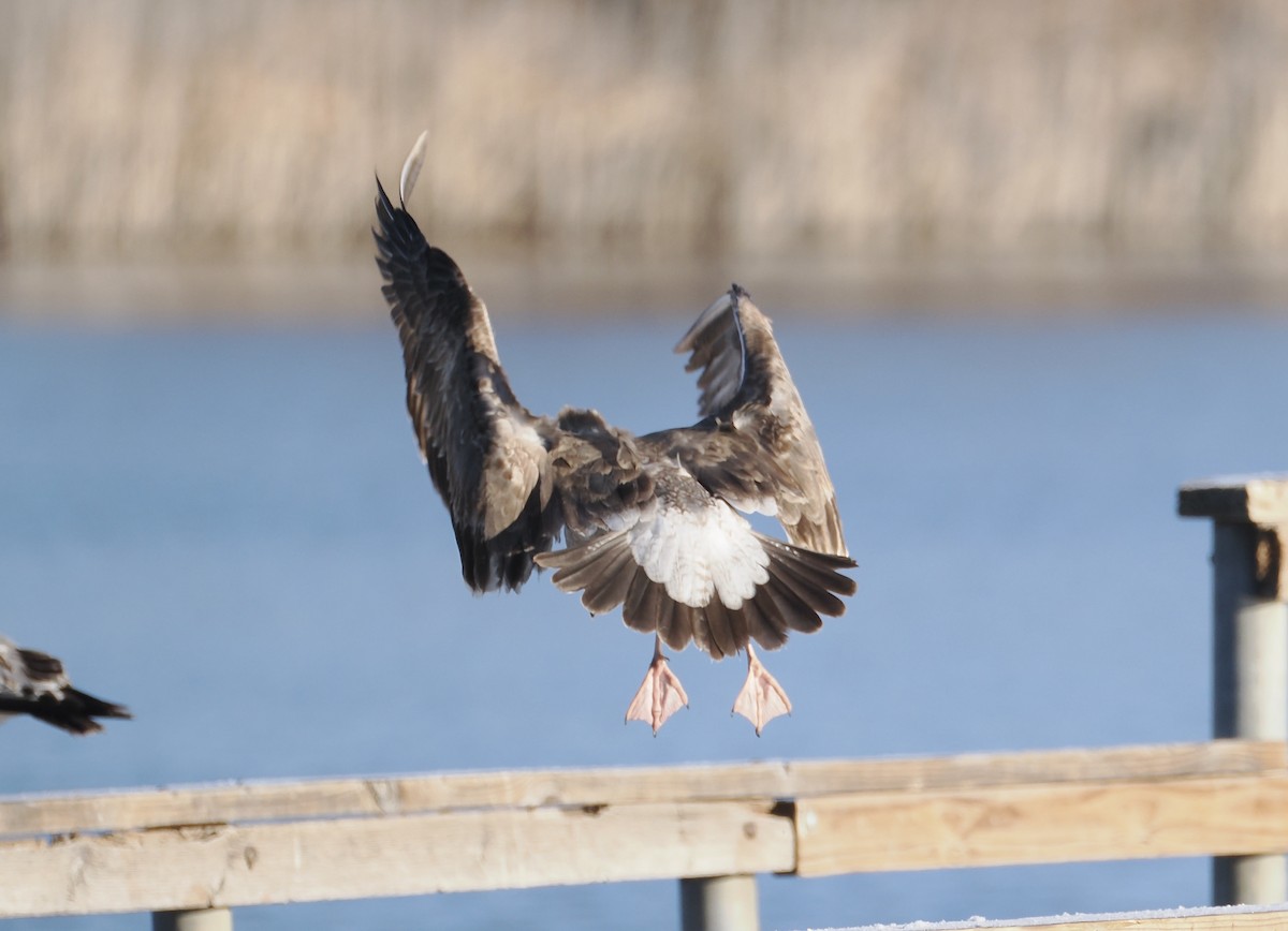 Yellow-footed Gull - ML613701659