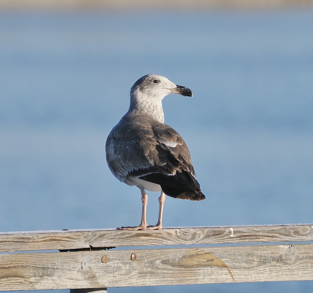 Yellow-footed Gull - ML613701667