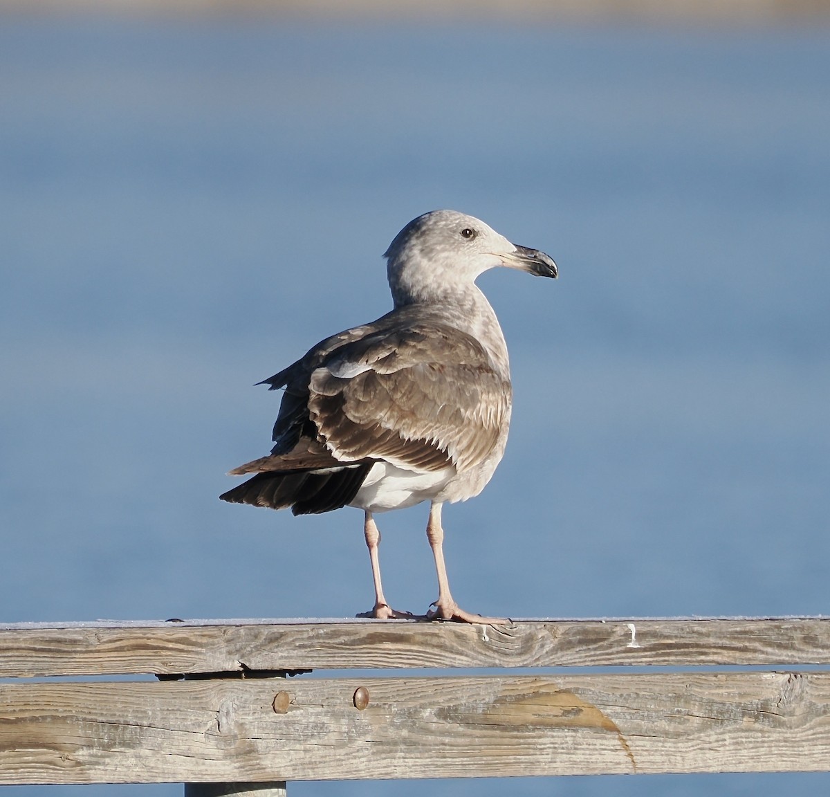 Yellow-footed Gull - ML613701675