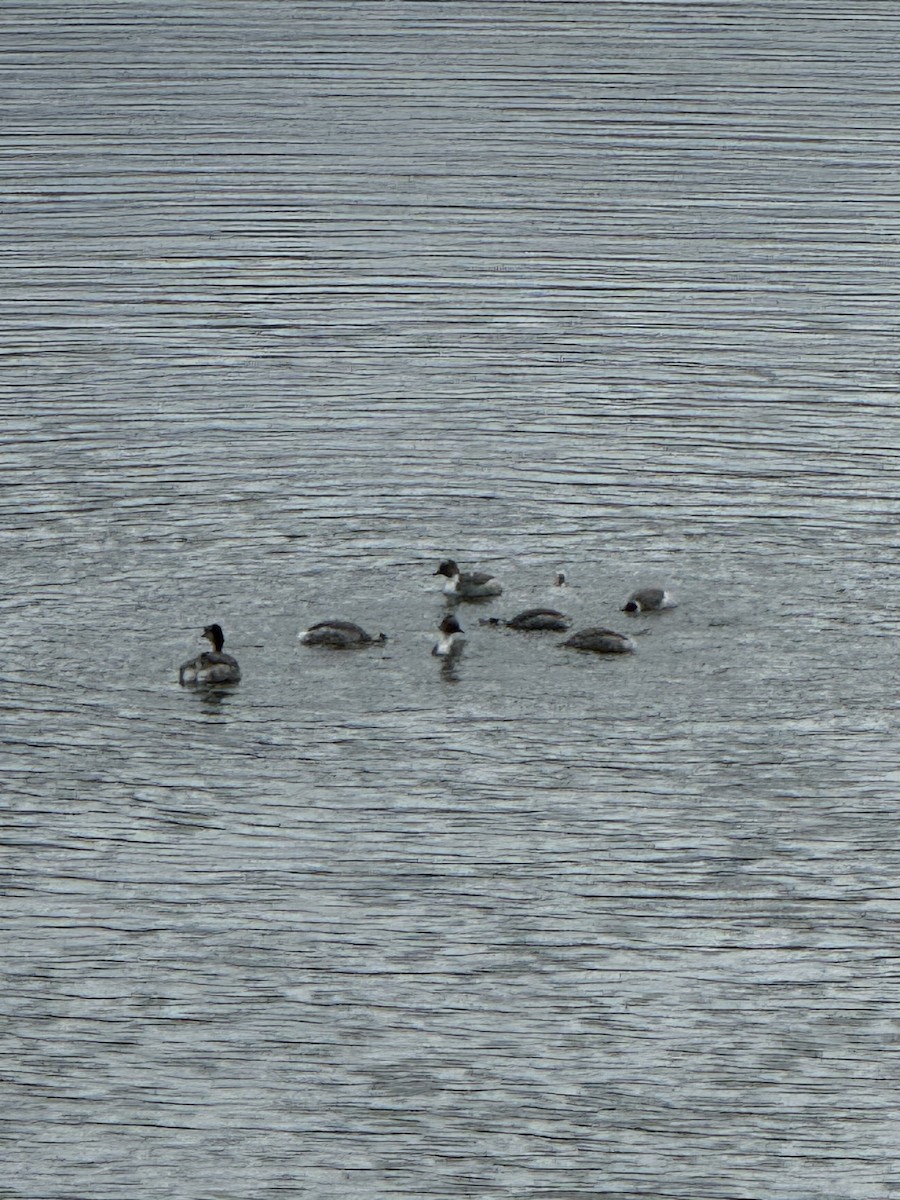 Silvery Grebe - Karl Brenner