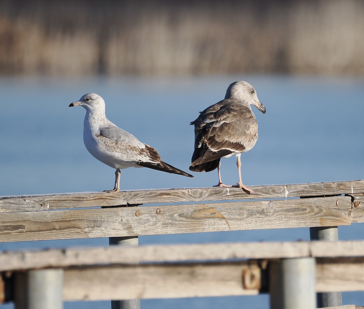 Yellow-footed Gull - ML613701687