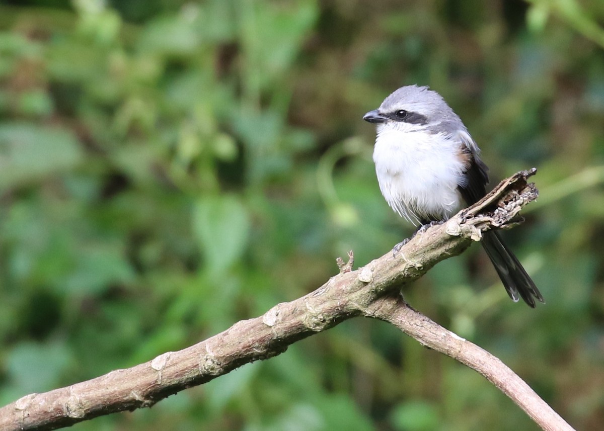 Mackinnon's Shrike - ML613701715