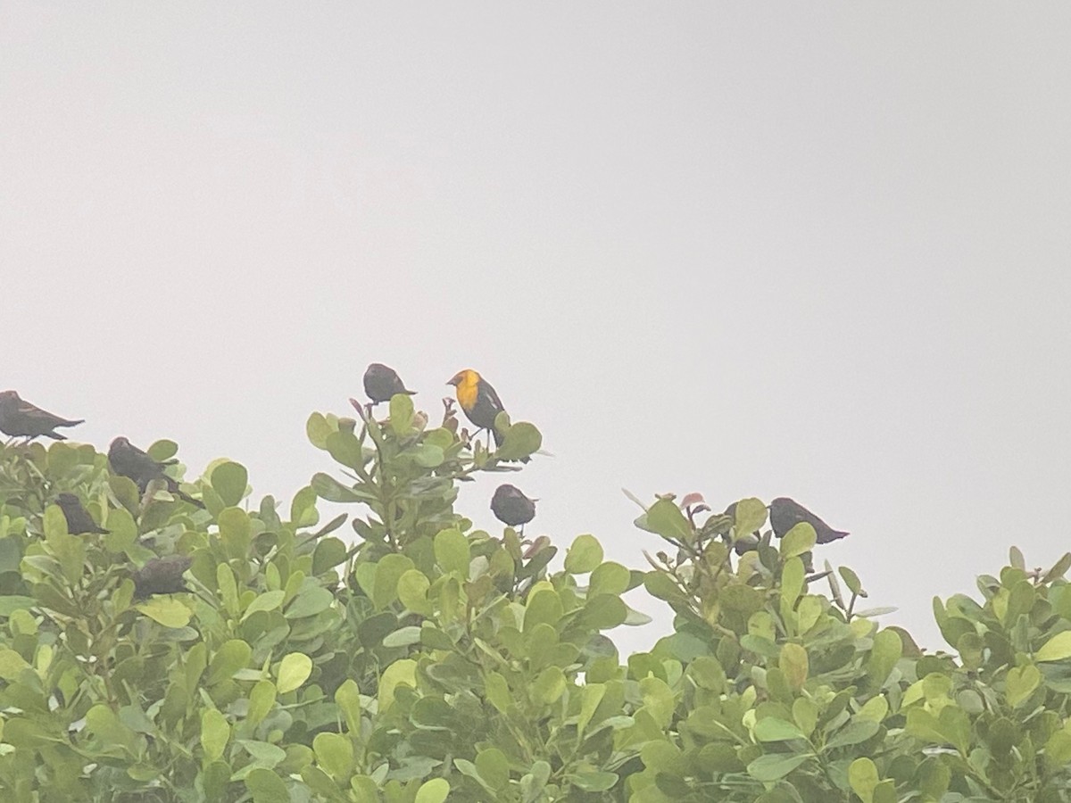 Yellow-headed Blackbird - ML613701728