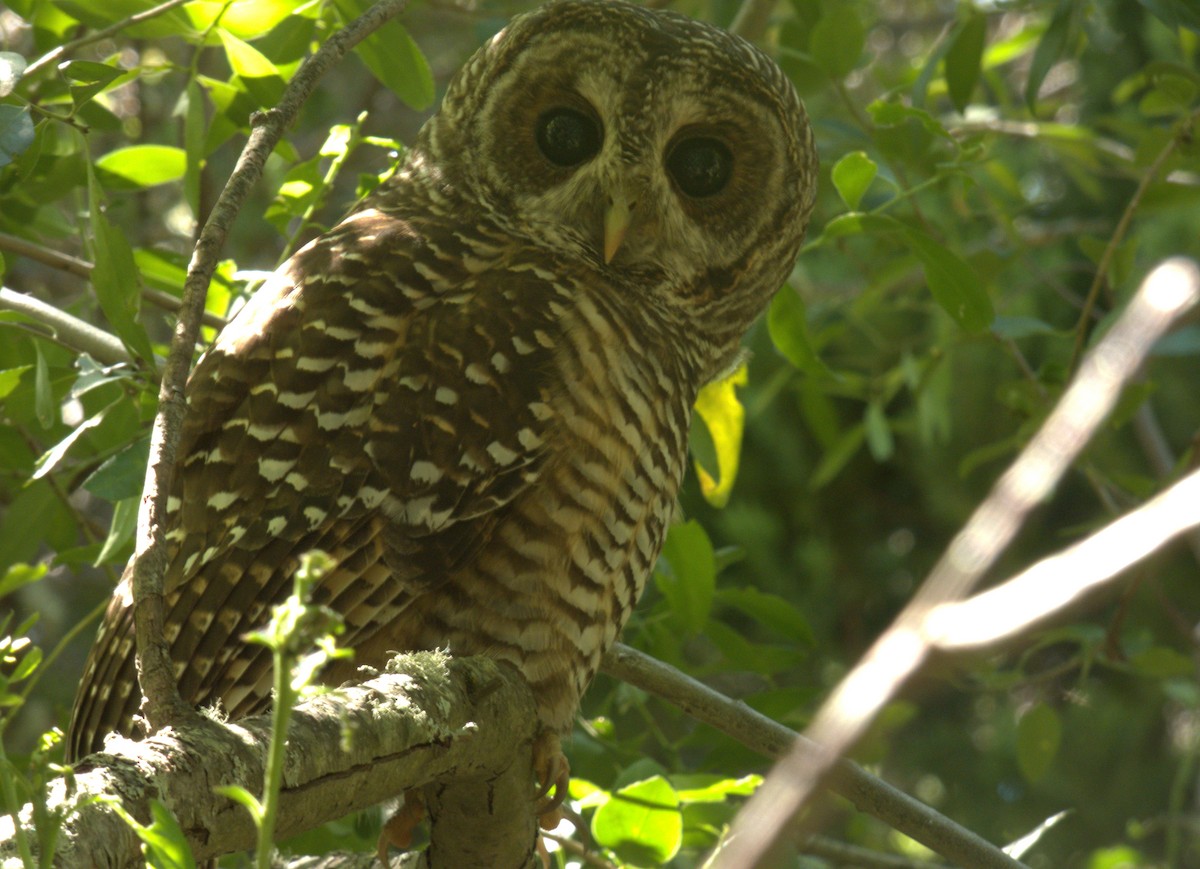 Rufous-legged Owl - ML613701886