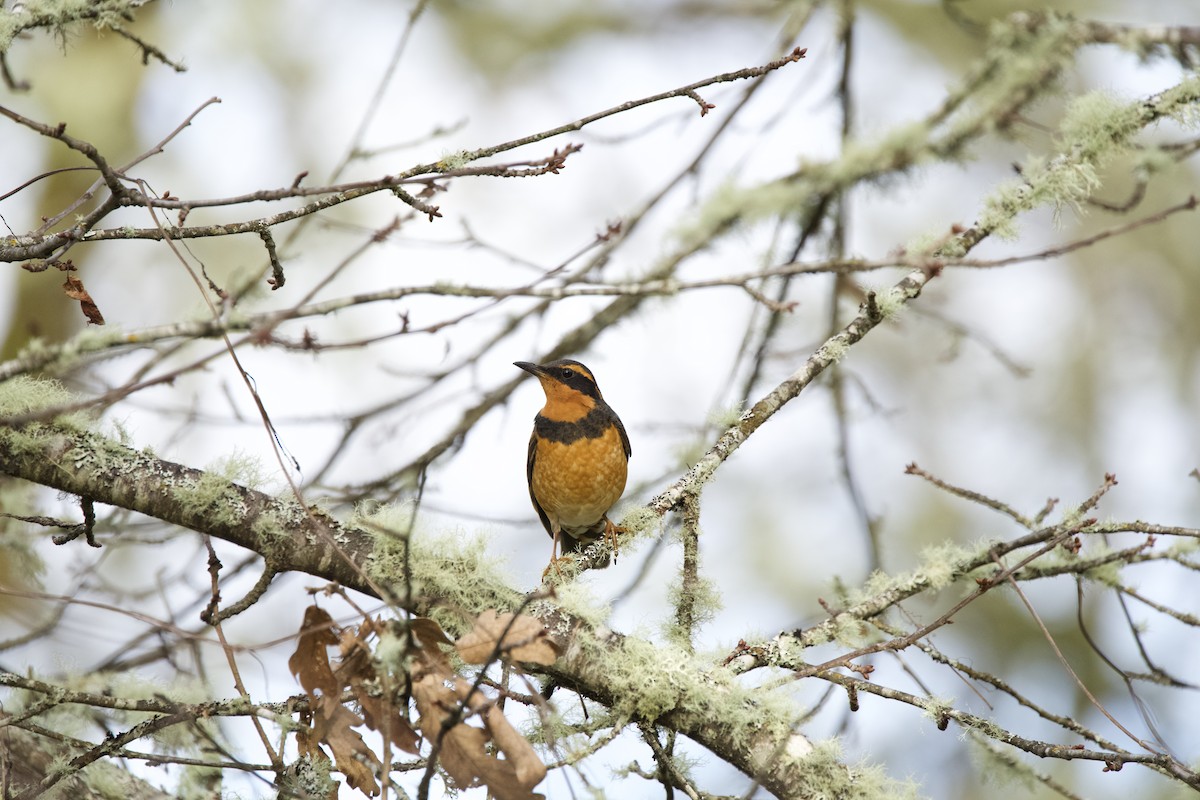 Varied Thrush - ML613701951