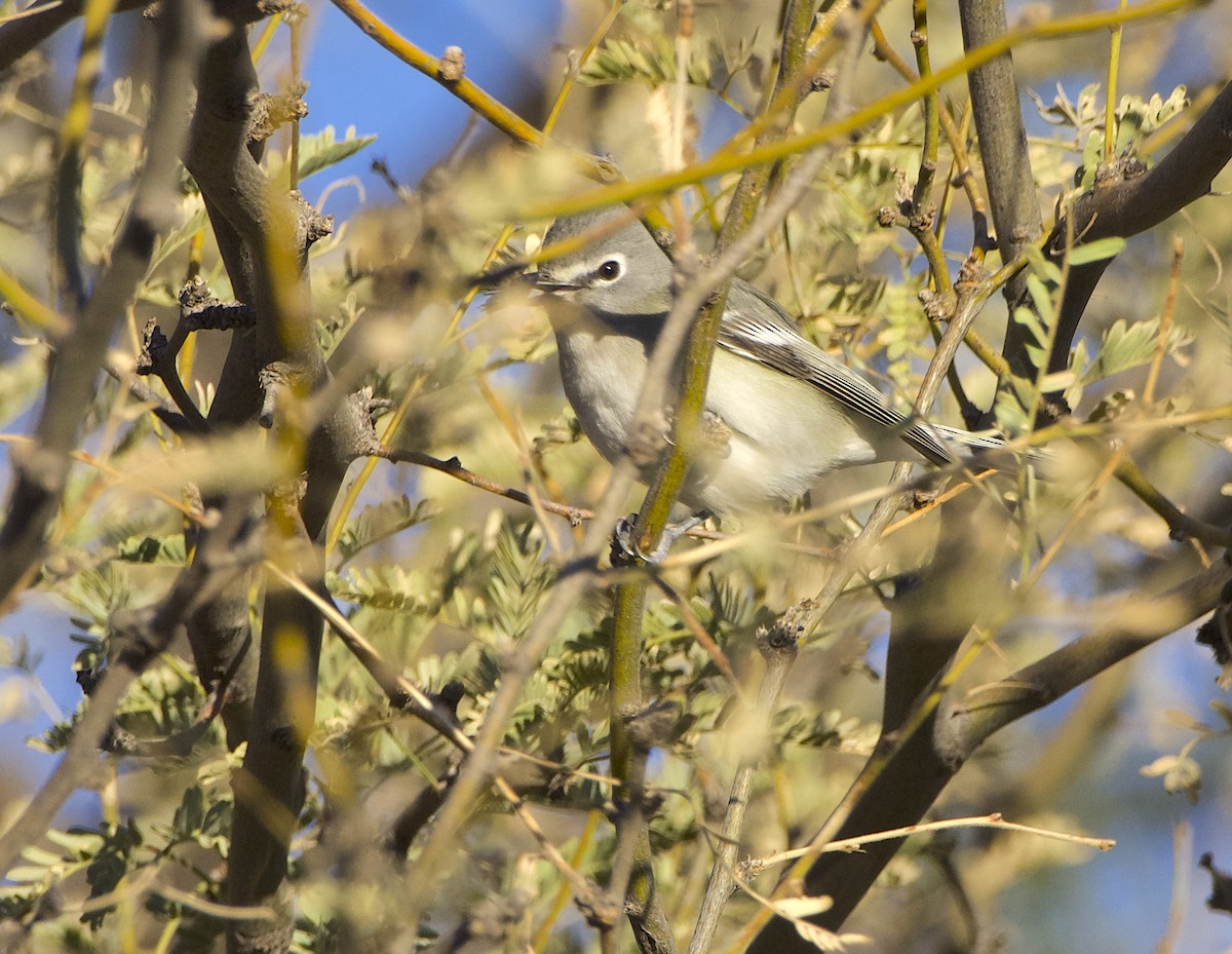 Cassin's Vireo - ML613701961