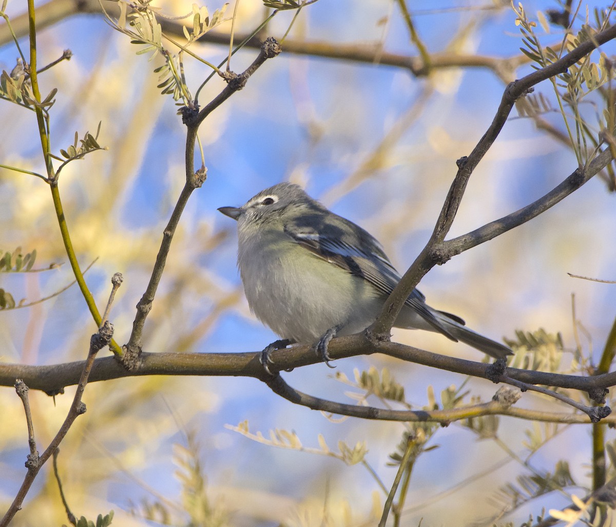 Vireo de Cassin - ML613701962