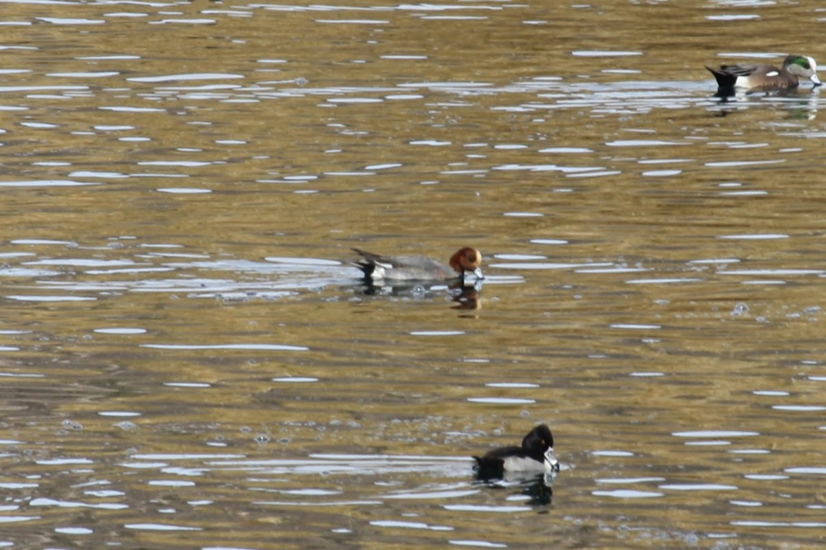 Eurasian Wigeon - ML613702018