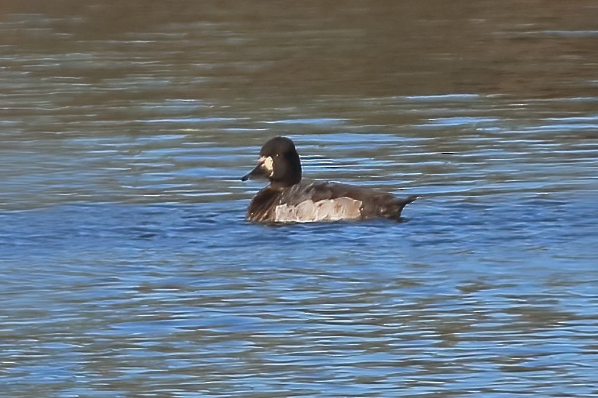 Lesser Scaup - ML613702083