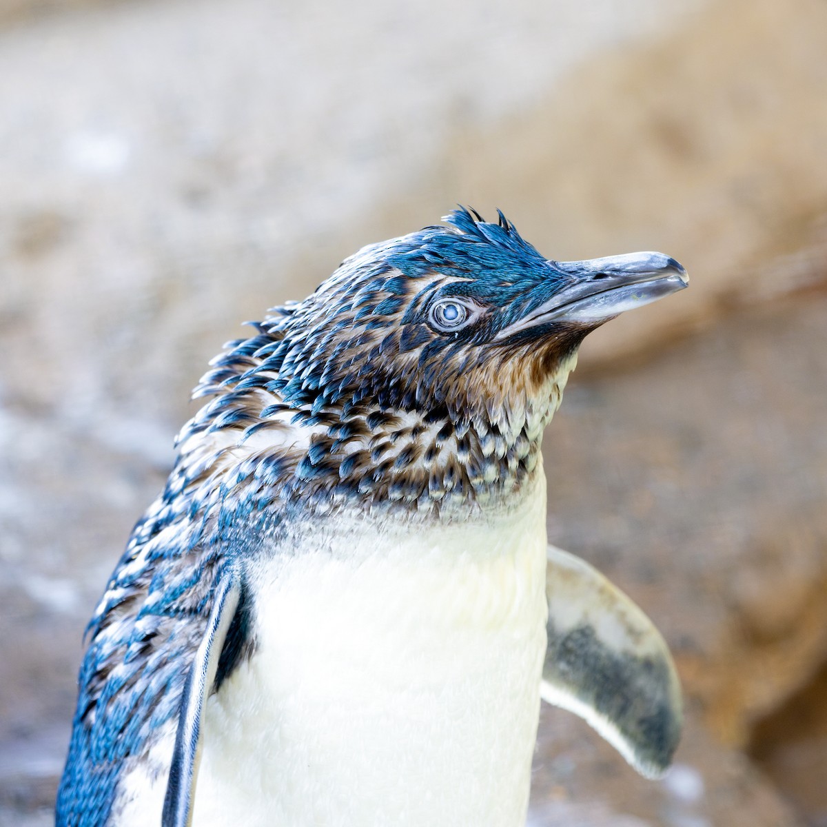 Little Penguin - ML613702099