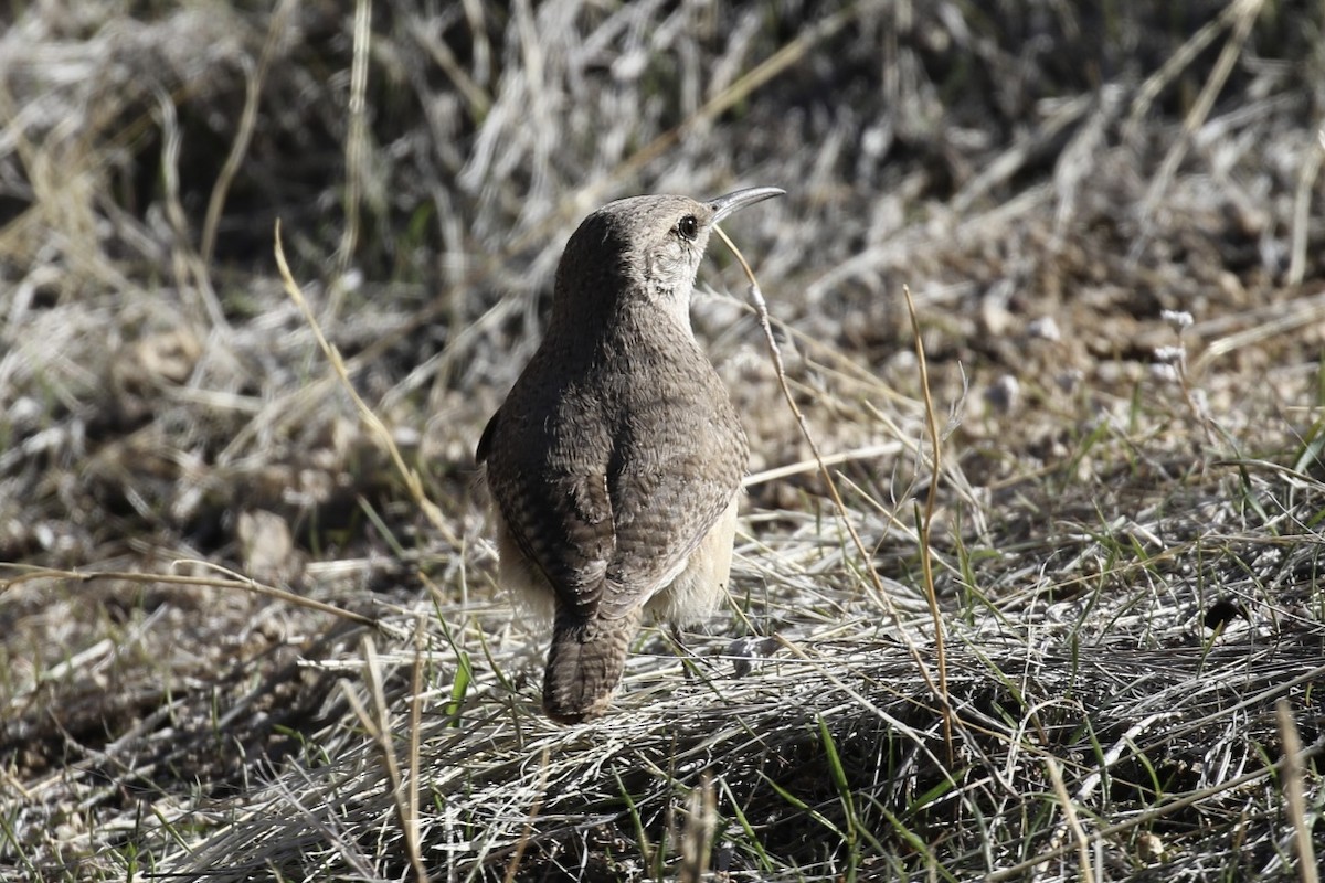 Rock Wren - Arnold Skei