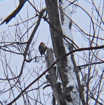 Red-bellied Woodpecker - ML613702184
