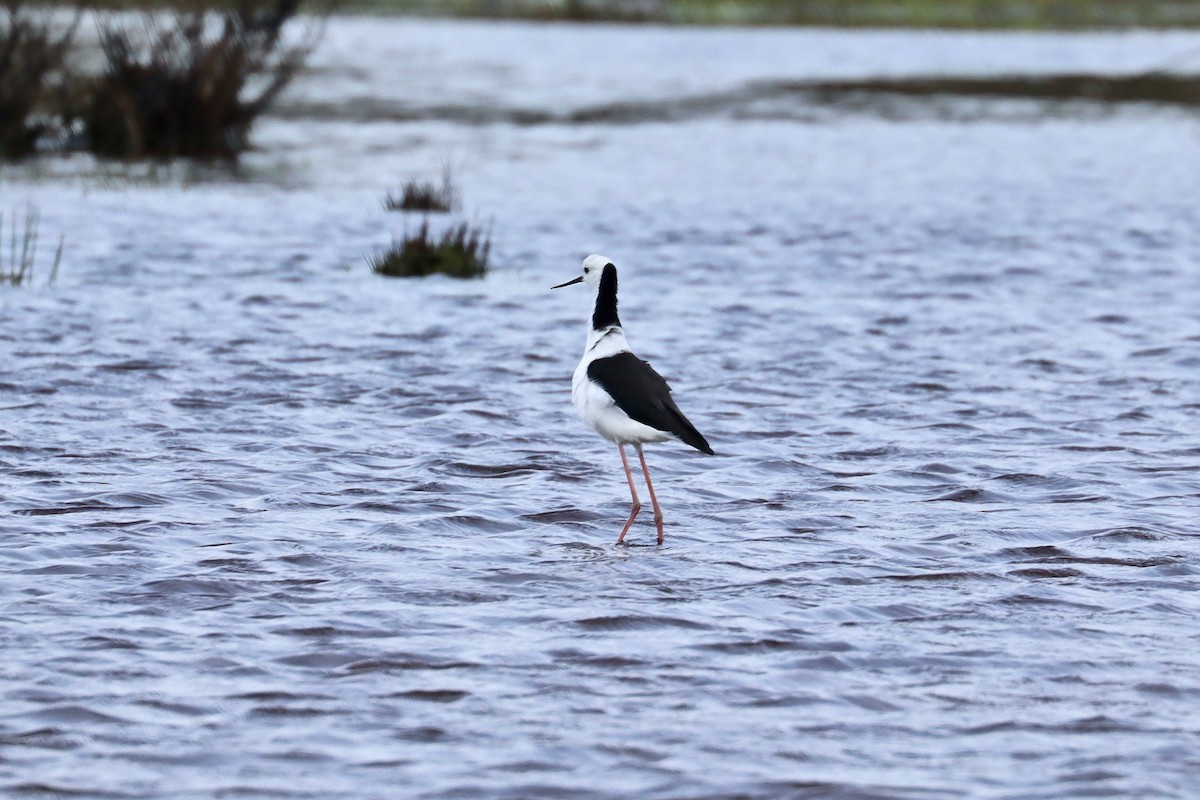 Pied Stilt - ML613702242