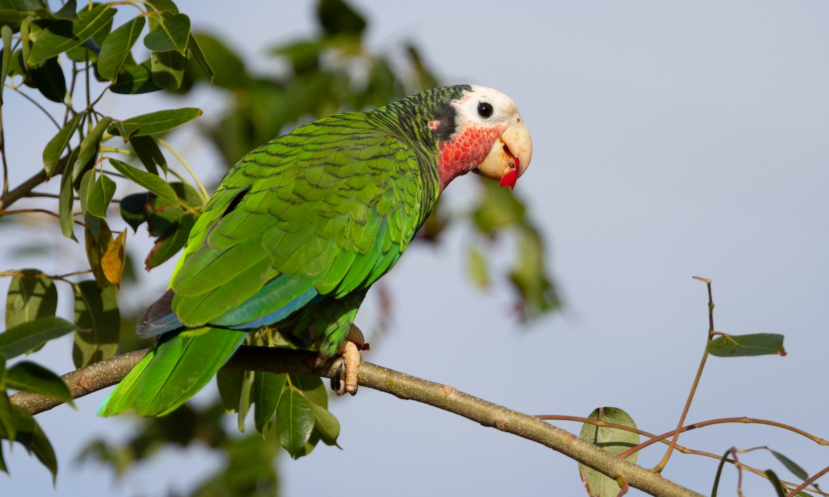 Küba Amazonu (bahamensis) - ML613702253
