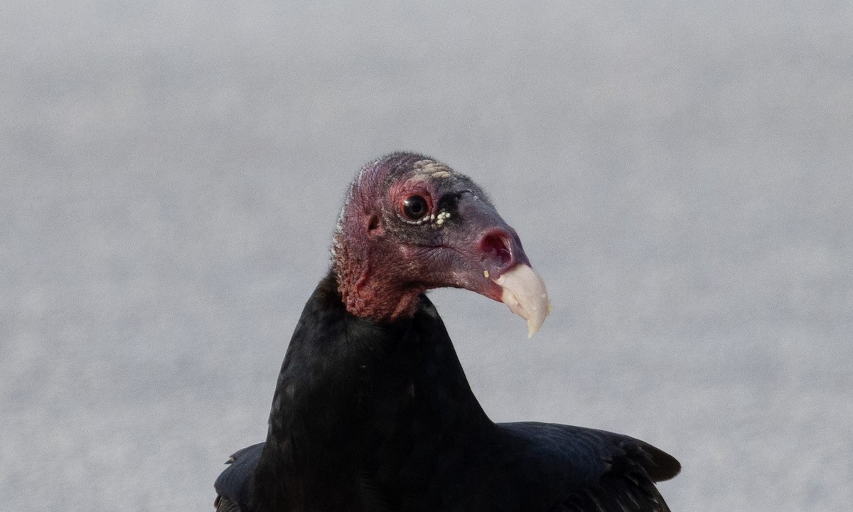 Turkey Vulture - ML613702261