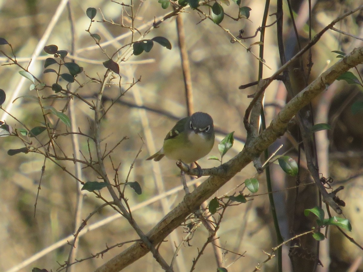 Blue-headed Vireo - ML613702265