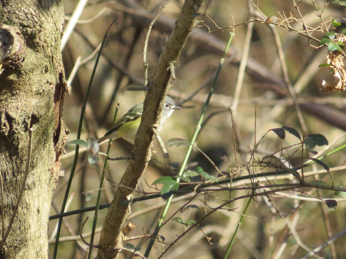 eremittvireo - ML613702266