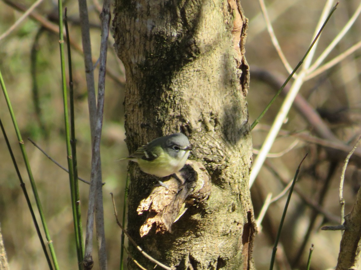 Blue-headed Vireo - ML613702271