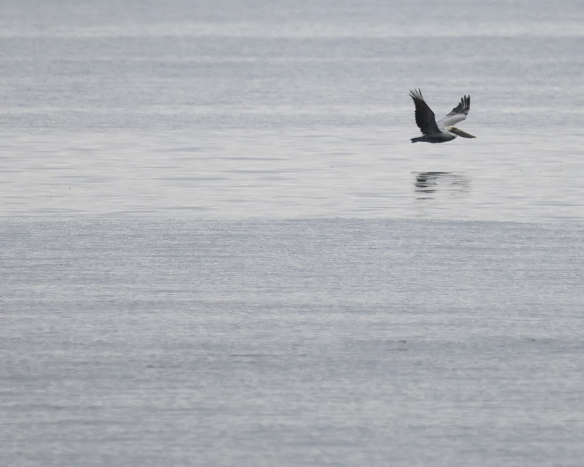 Brown Pelican - ML613702343