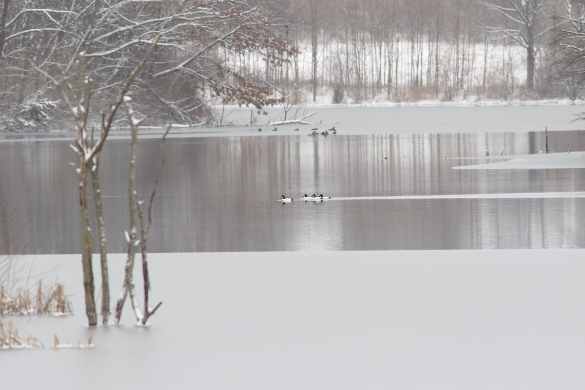 Common Goldeneye - ML613702372