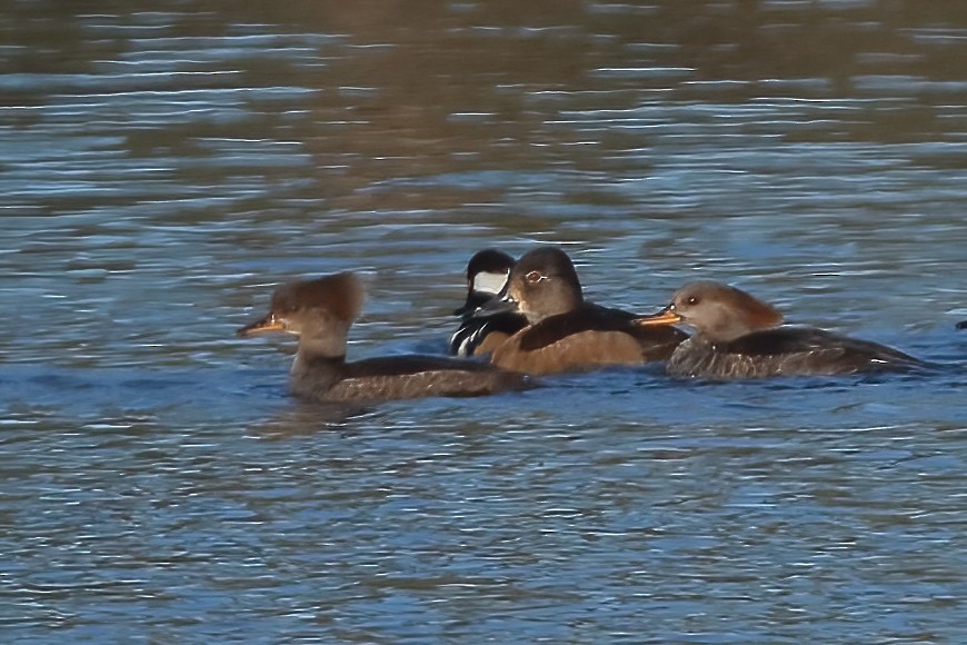 Ring-necked Duck - ML613702408