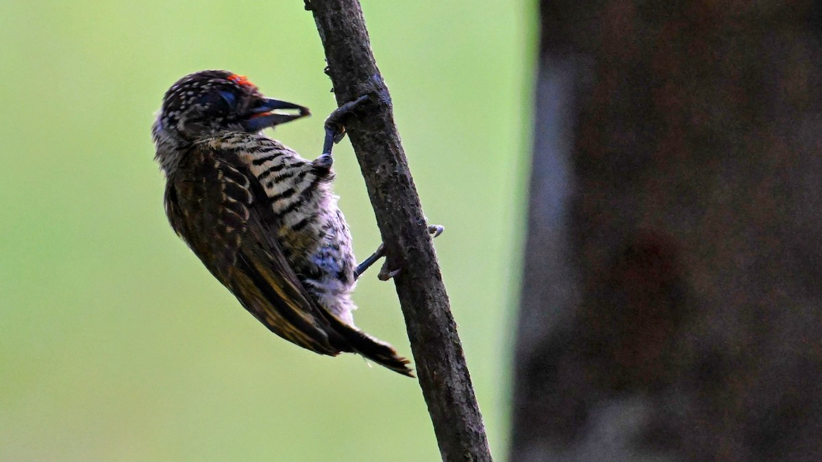 Lafresnaye's Piculet - ML613702424