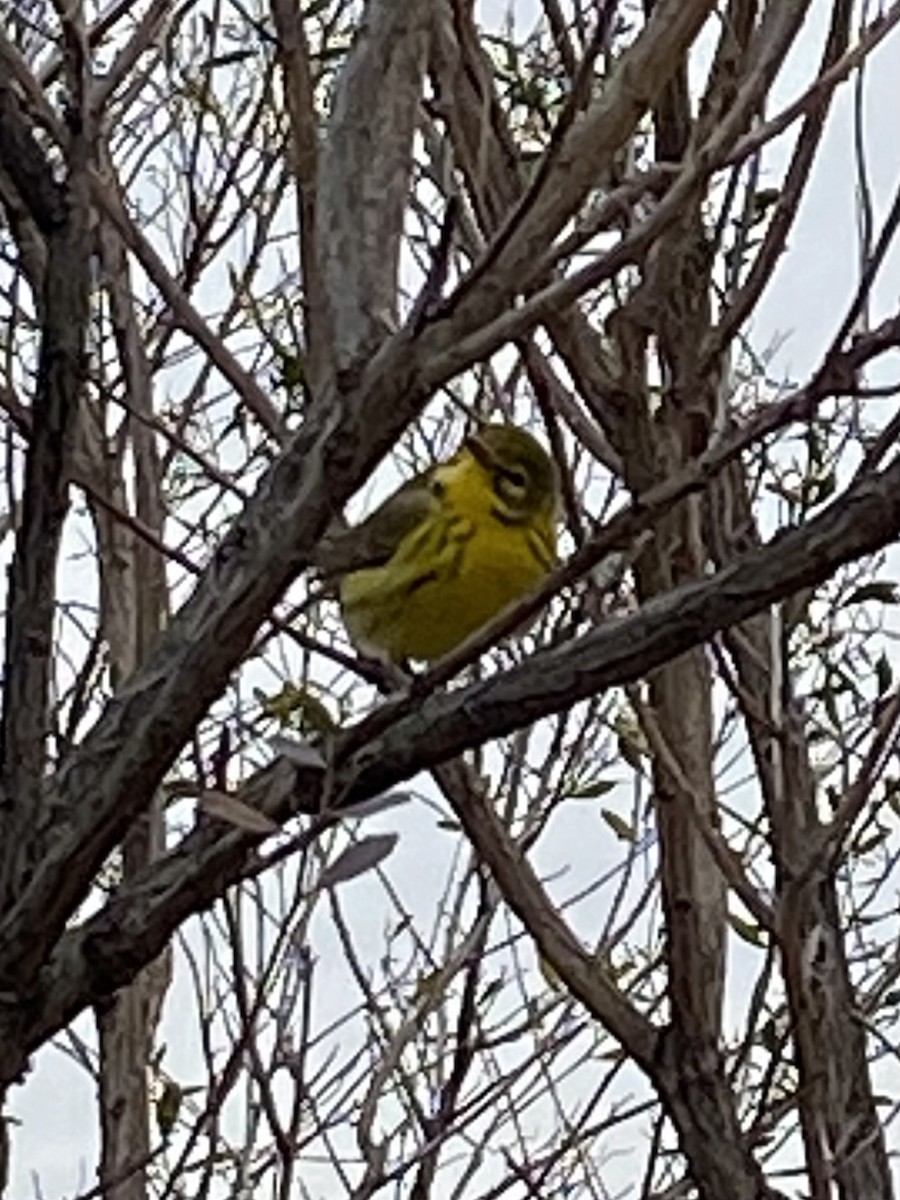 Prairie Warbler - ML613702438