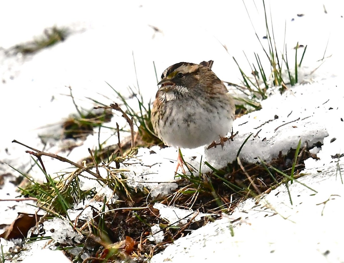 White-throated Sparrow - ML613702481